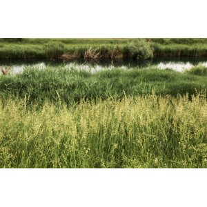 Metlica trsnatá (Deschampsia cespitosa) kont. P9